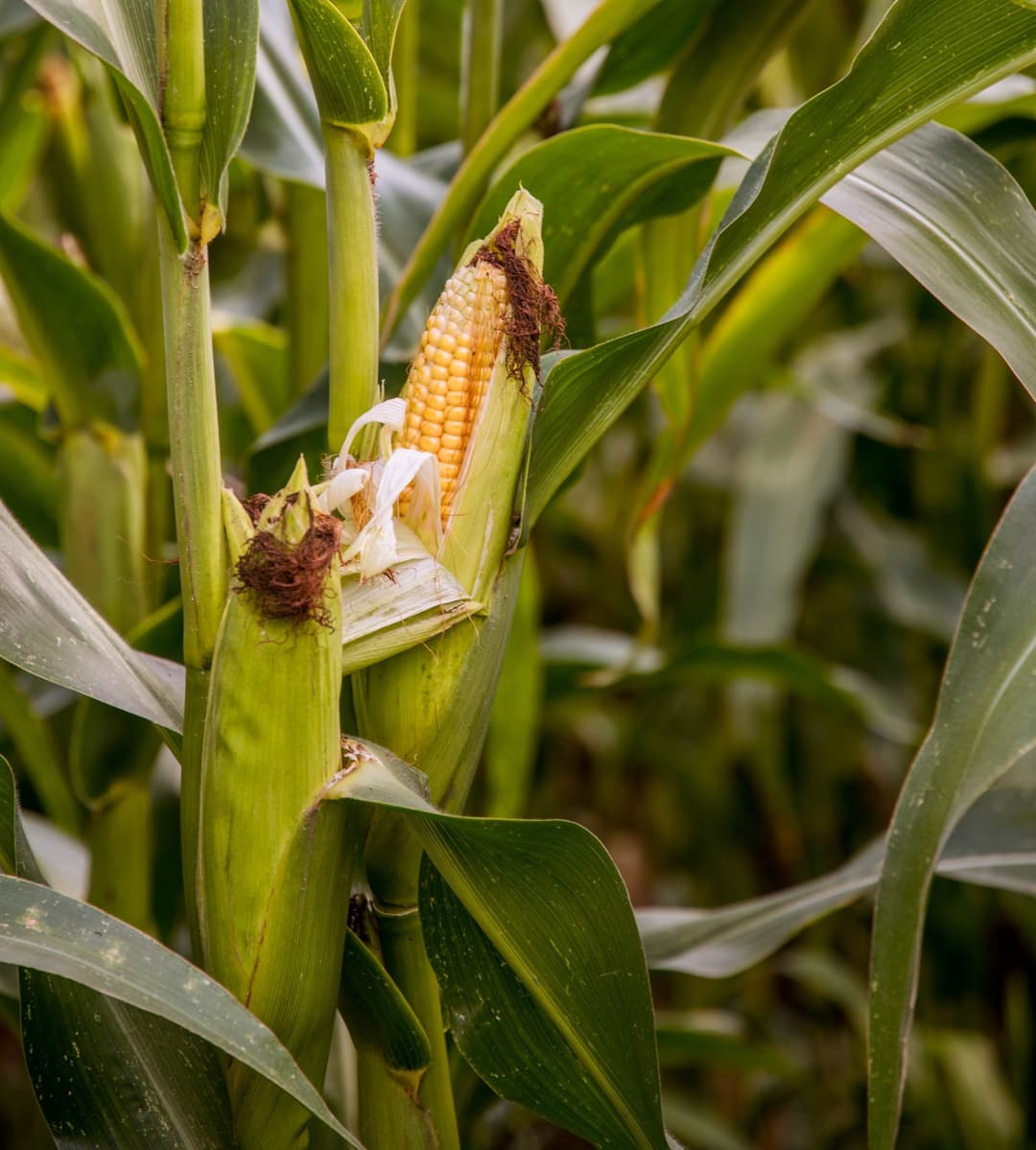 Kenya's duty-free maize import plan flops amidst rising global prices