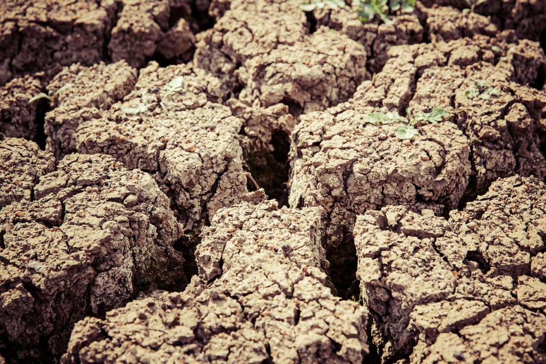 Drought Threatens Sugar Production in Southern Africa